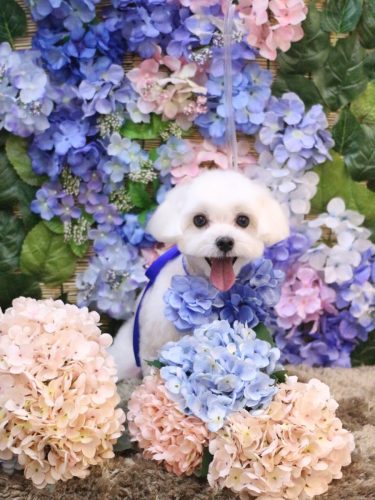 20250607チャイくん